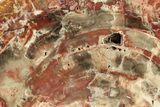 Colorful, Petrified Wood (Araucarioxylon) Stand-up - Arizona #258373-1